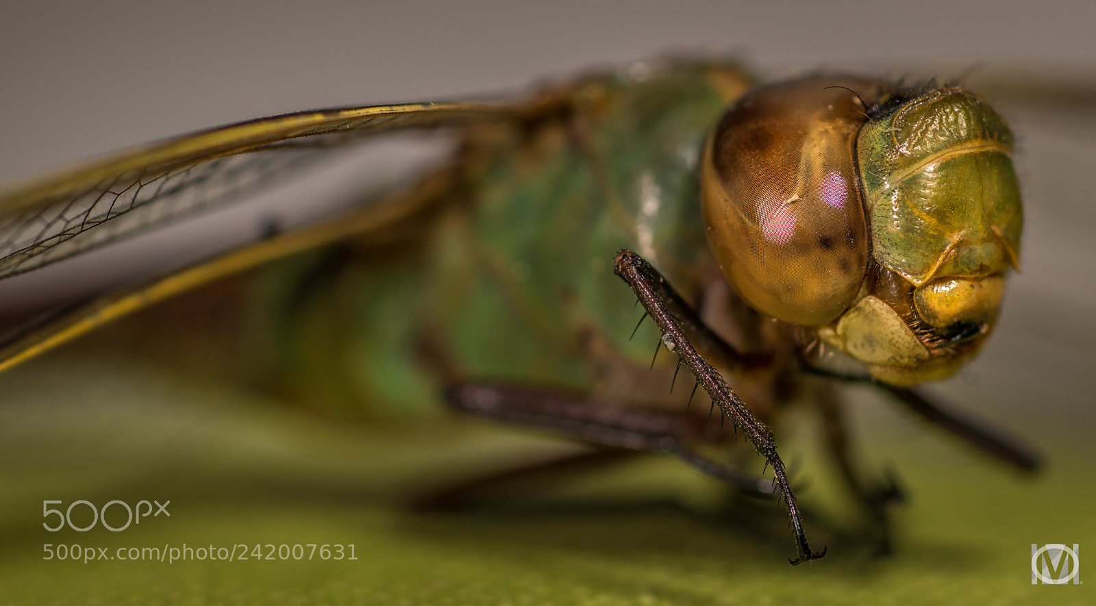 Nikon D850 sample photo. Close up photography