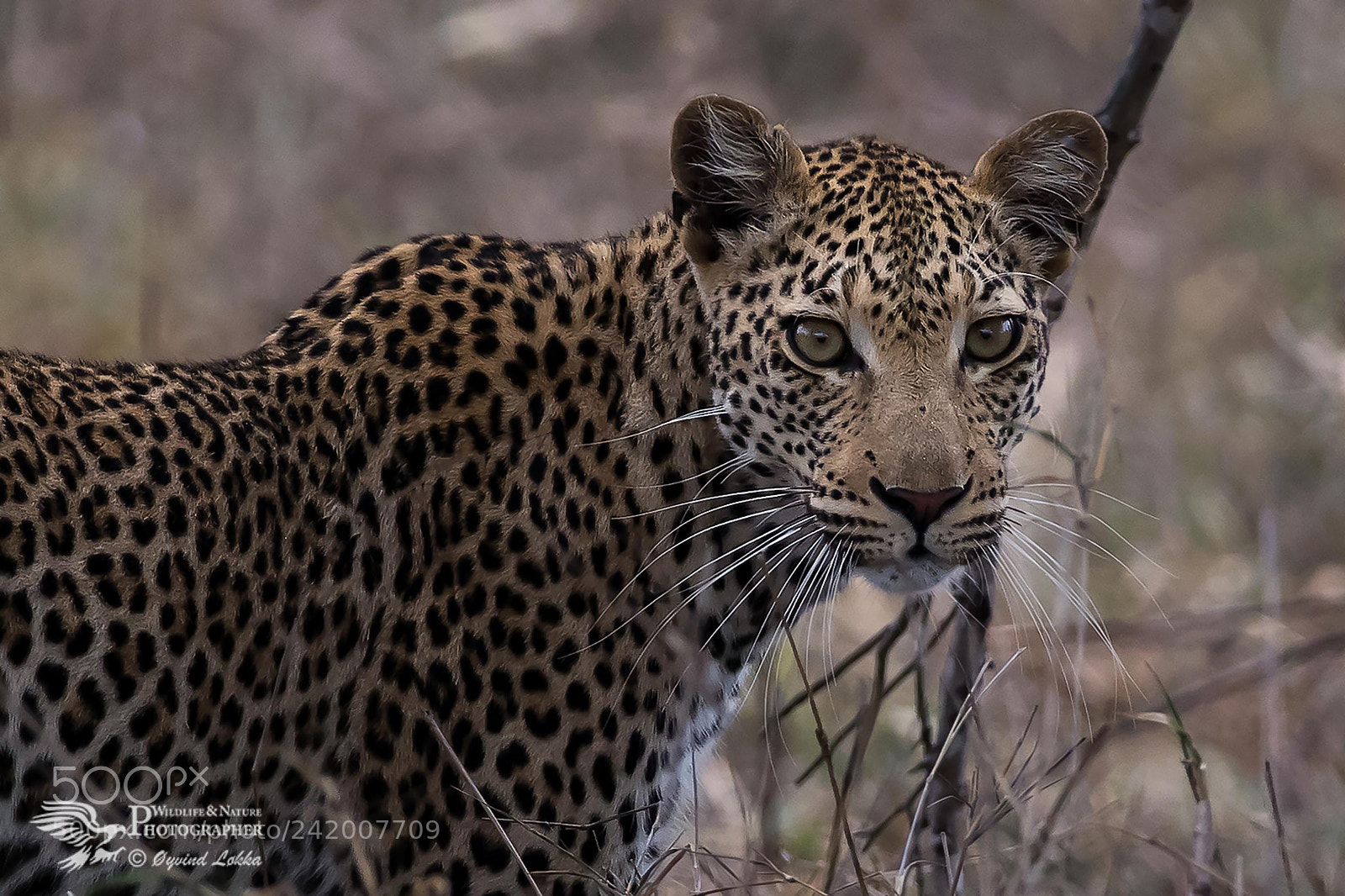 Canon EOS-1D X Mark II sample photo. Close to a leopard photography