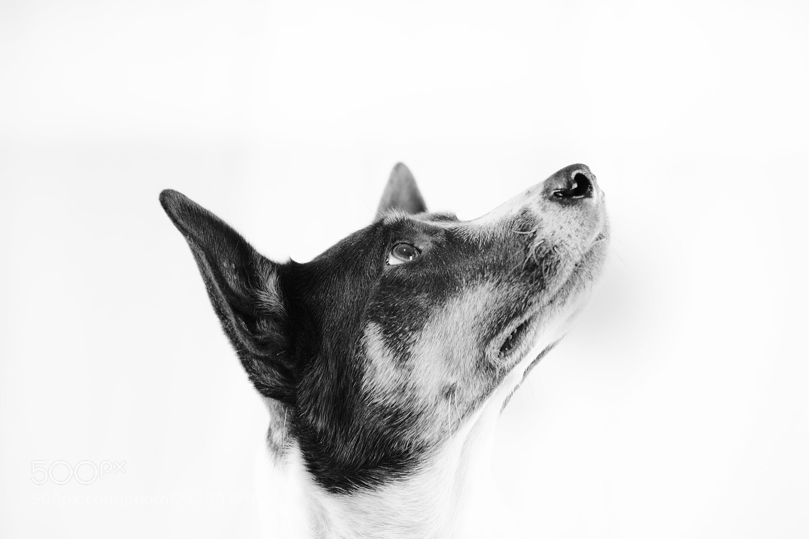 Canon EOS 5DS sample photo. Meet rosie photography