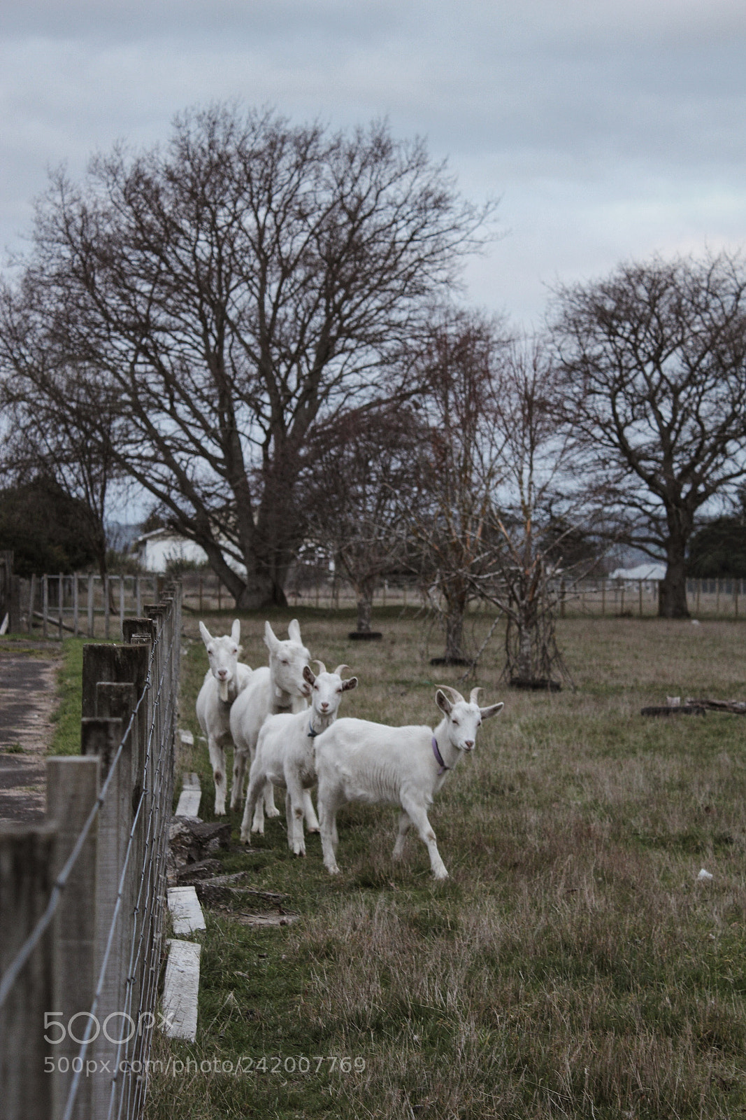 Canon EOS 1200D (EOS Rebel T5 / EOS Kiss X70 / EOS Hi) sample photo. Goats photography
