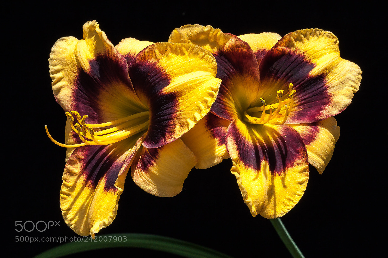 Canon EOS 50D sample photo. Unnamed day lily cultivar photography