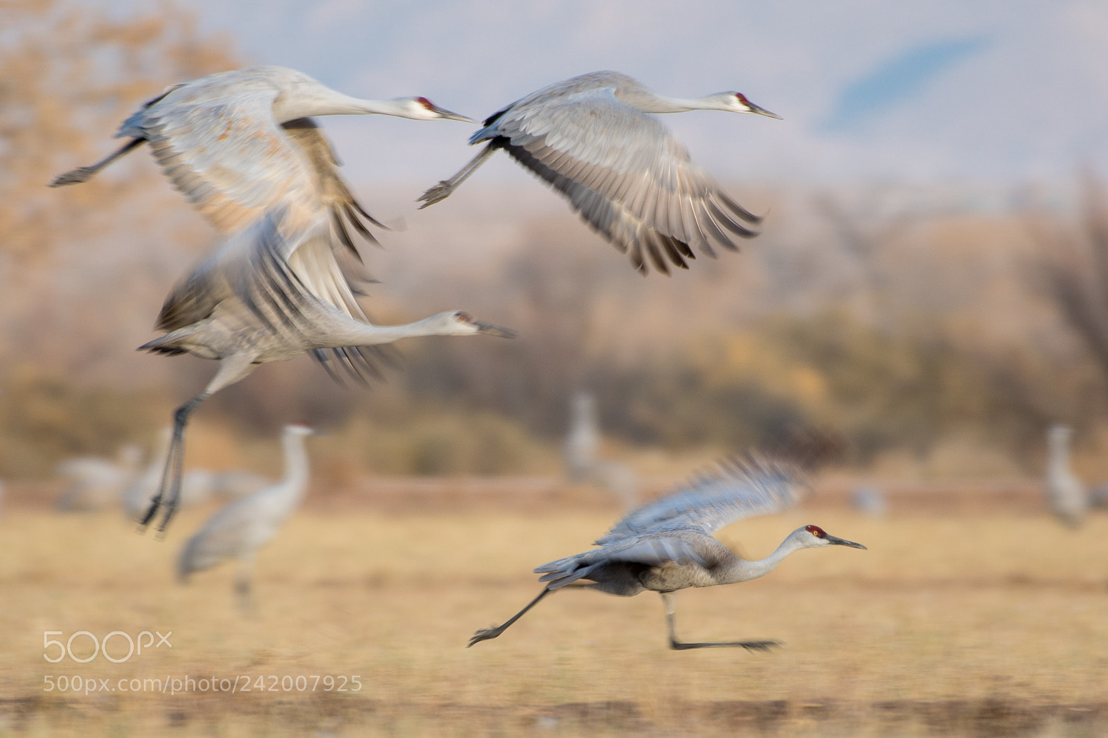 Nikon D500 sample photo. Sandhill cranes taking off photography