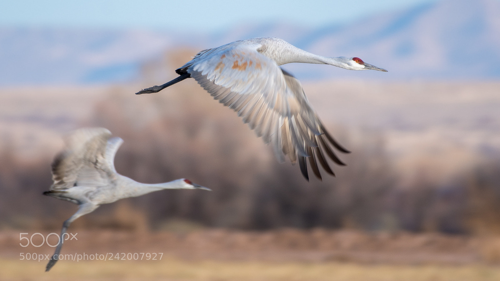 Nikon D500 sample photo. Sandhill cranes taking off photography