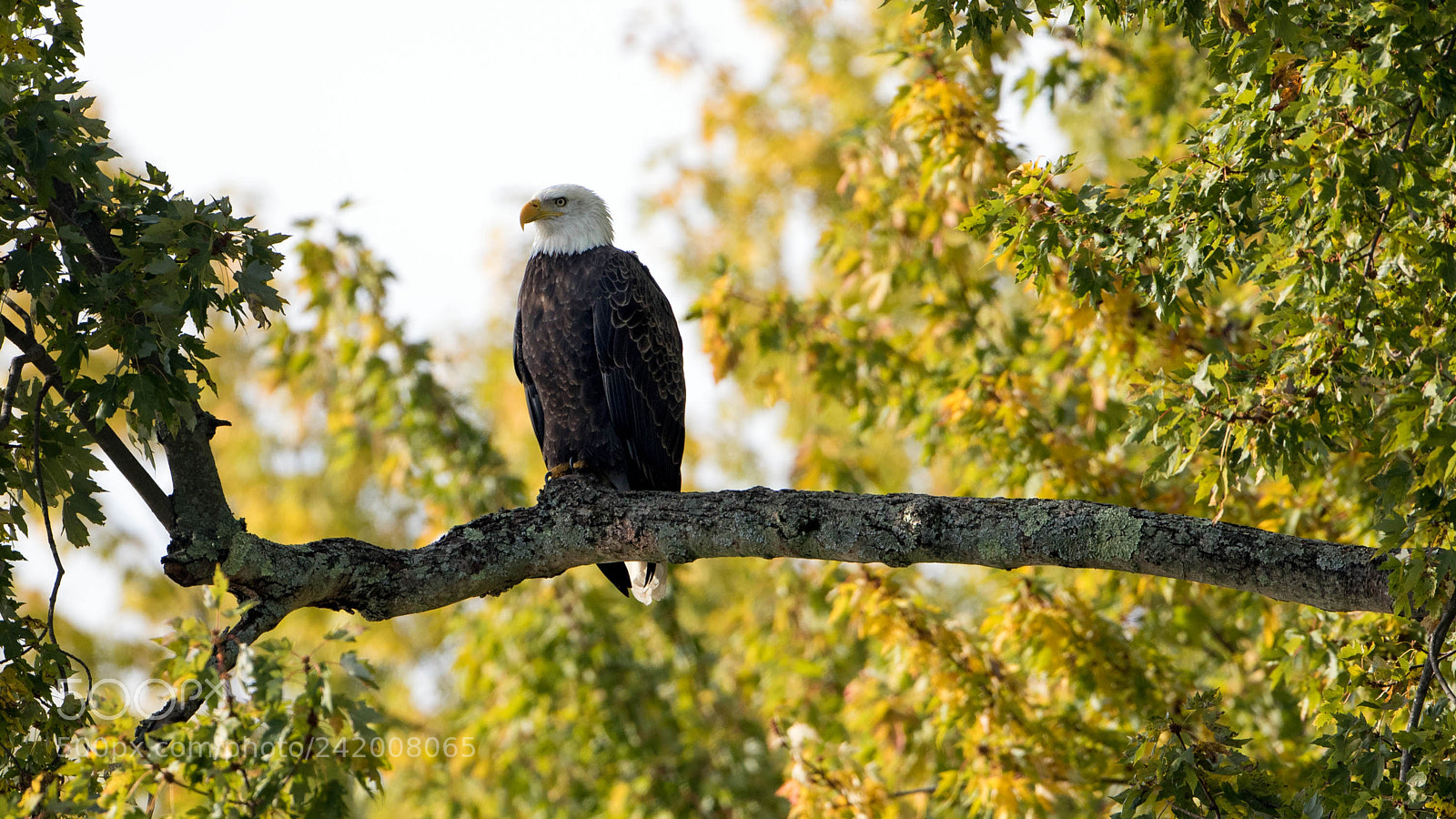 Canon EOS 7D Mark II sample photo. Autumn baldy photography