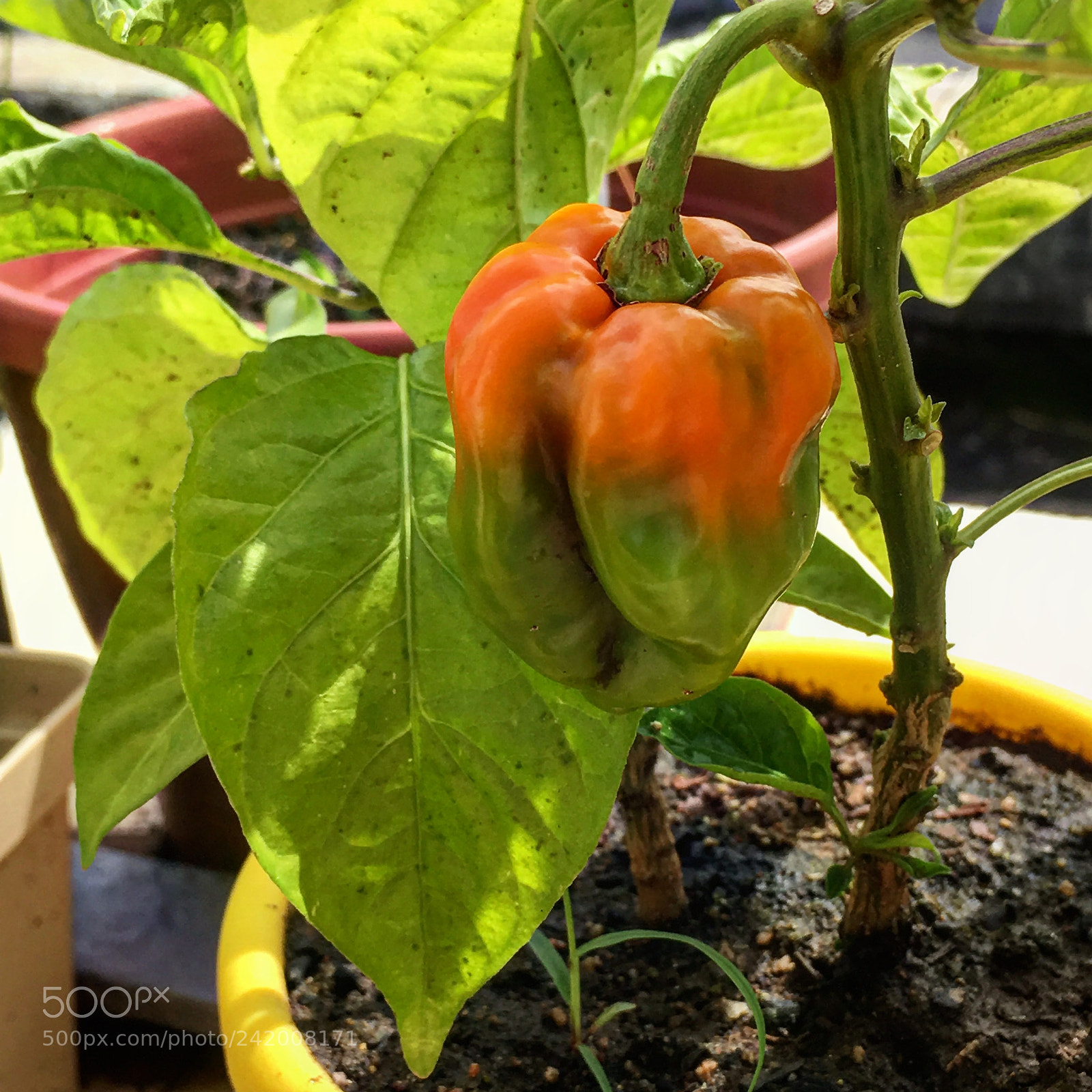 Apple iPhone SE sample photo. Maturing habanero pepper photography