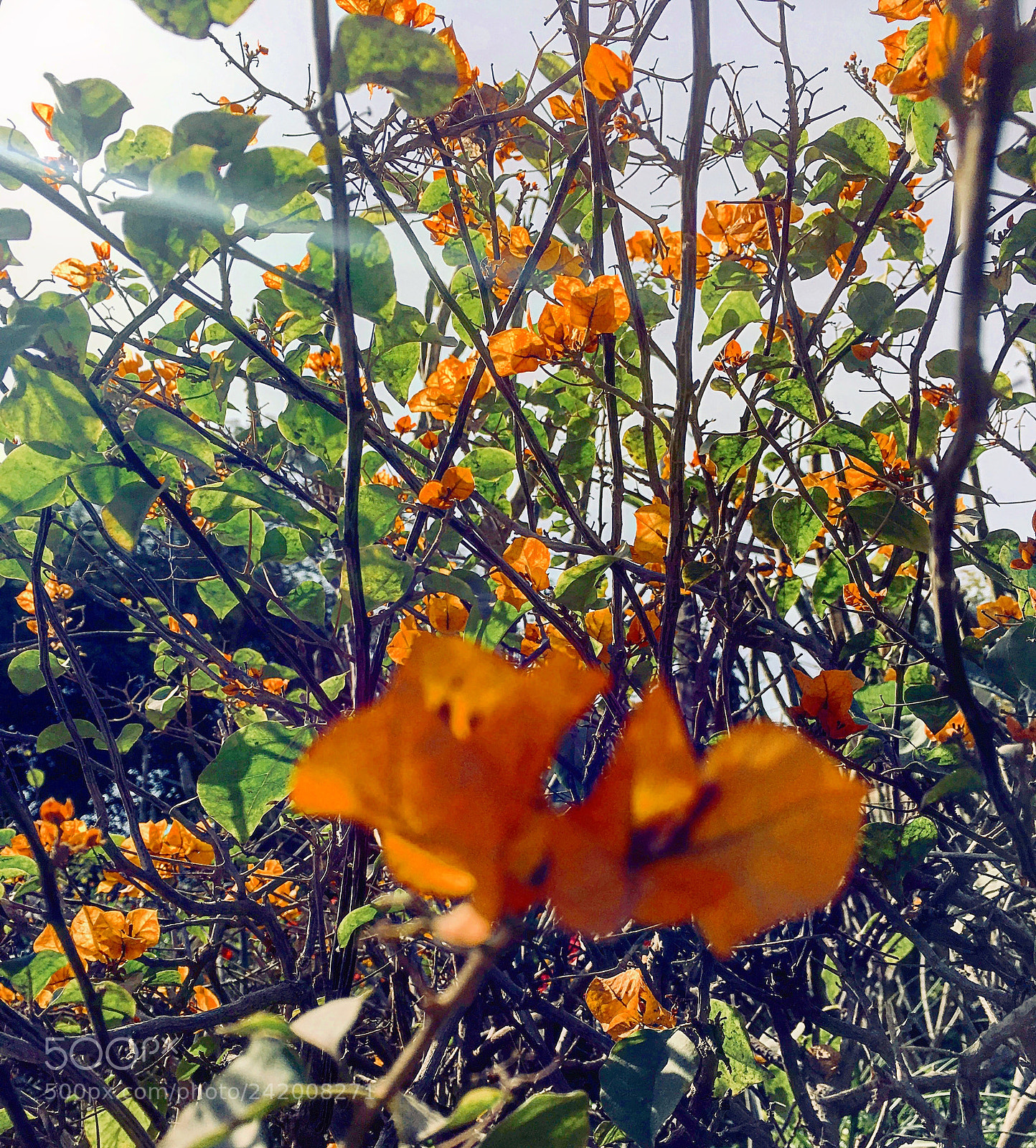 Apple iPhone 6s Plus sample photo. Untitled photography