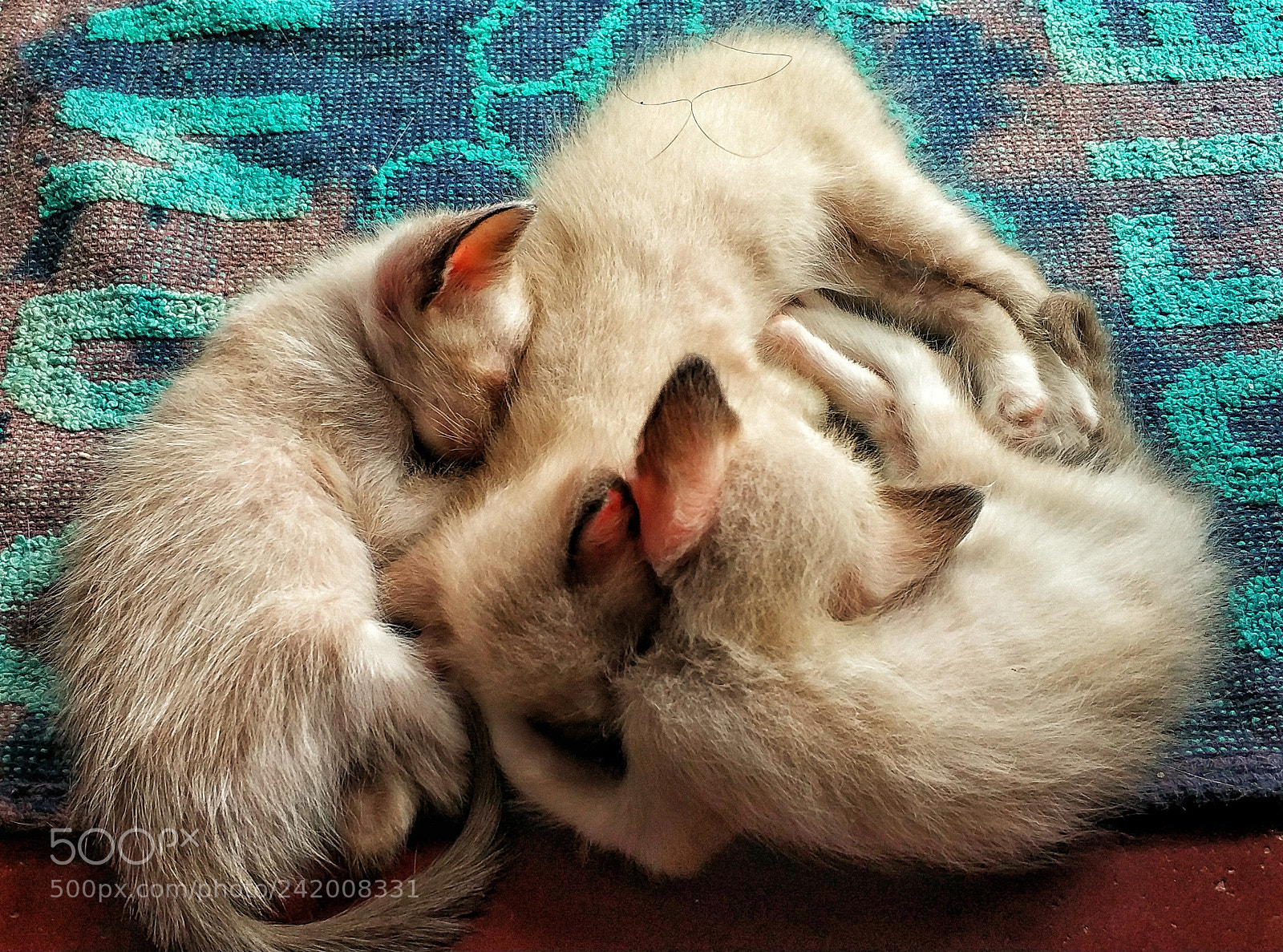 Xiaomi MI6 sample photo. Three kittens sleepers photography