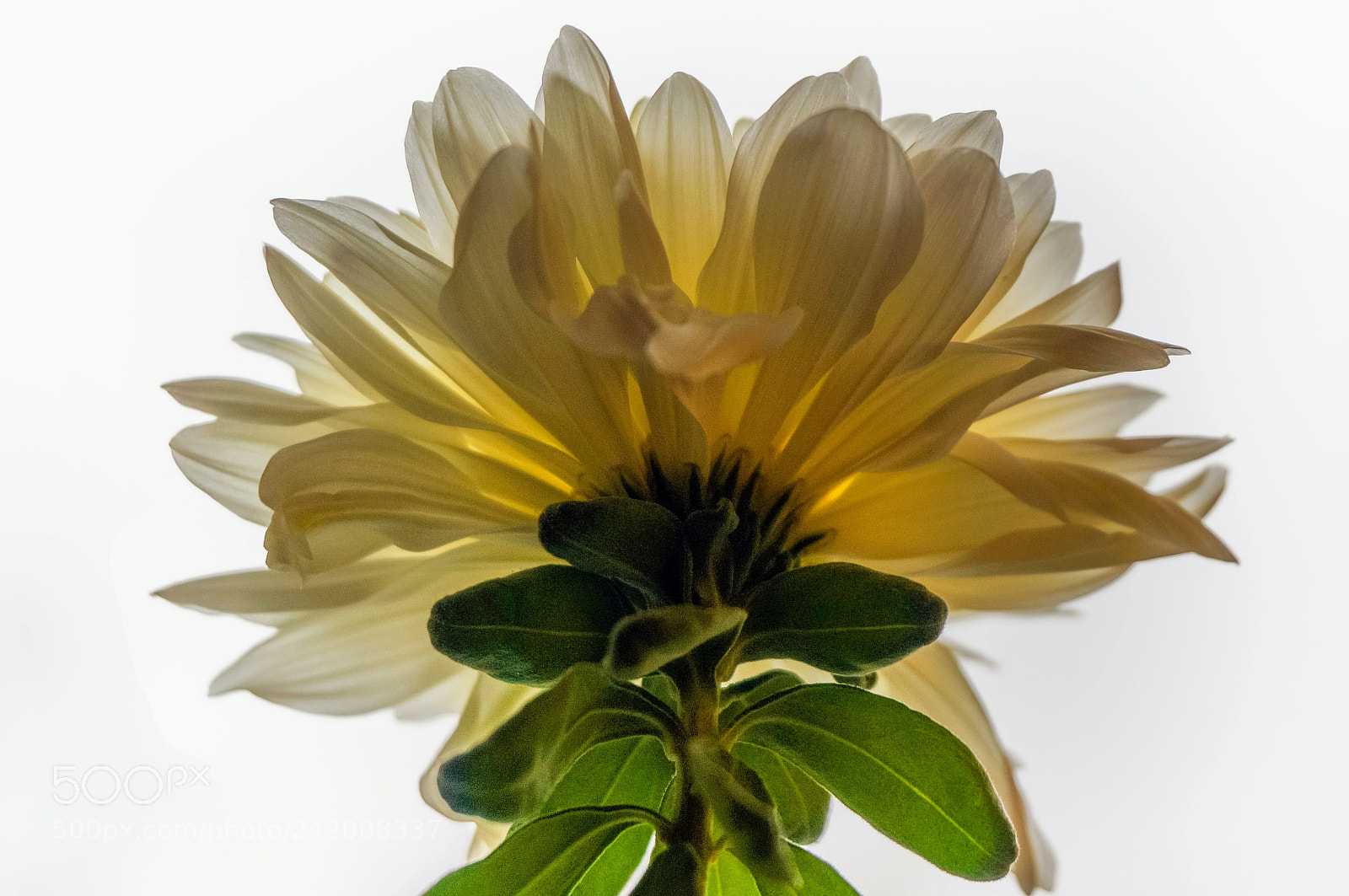 Sony Alpha NEX-6 sample photo. Flower head photography