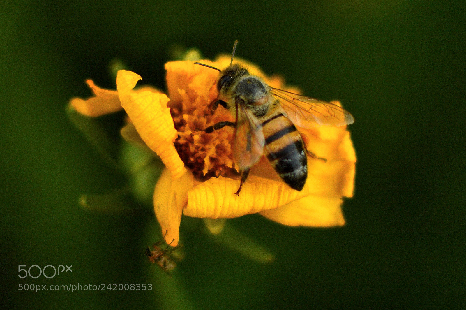 Nikon D3200 + Nikon AF-S DX Nikkor 35mm F1.8G sample photo. Abeja trabajando... photography