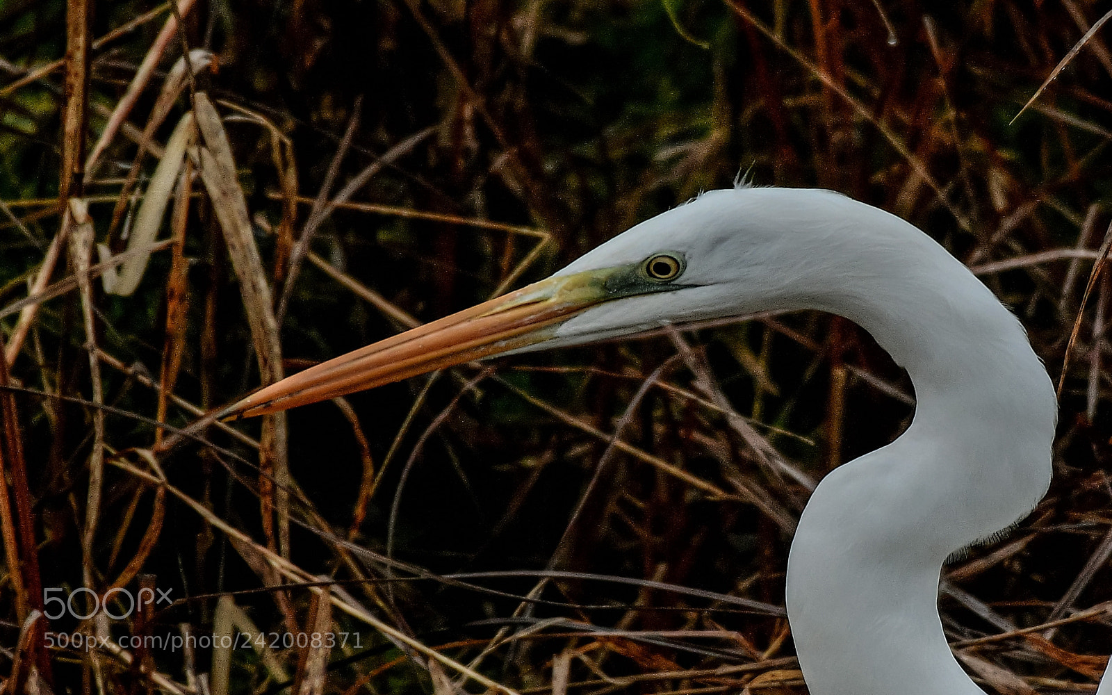 Nikon D500 sample photo. Grande aigrette photography