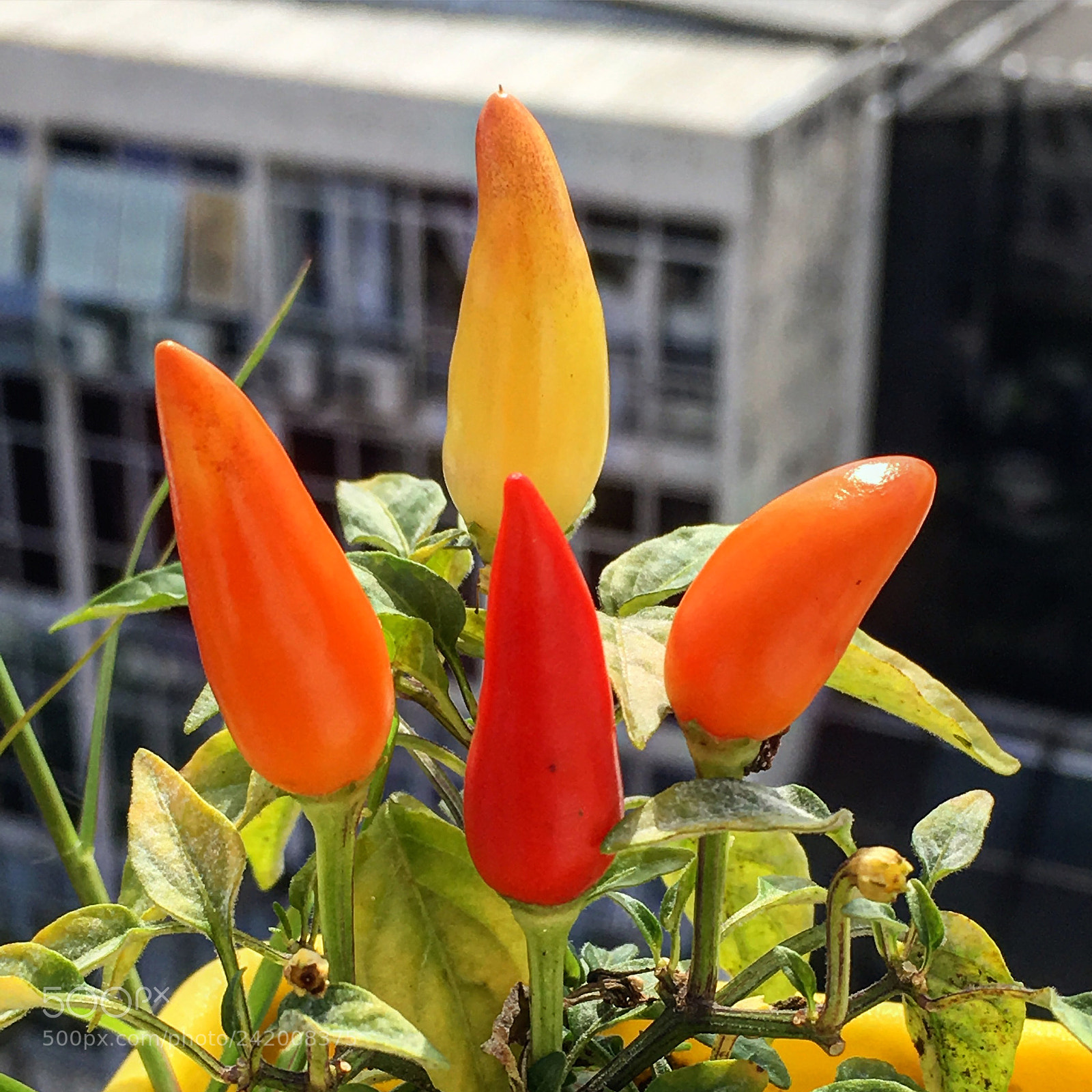 Apple iPhone SE sample photo. Pepper against the city photography