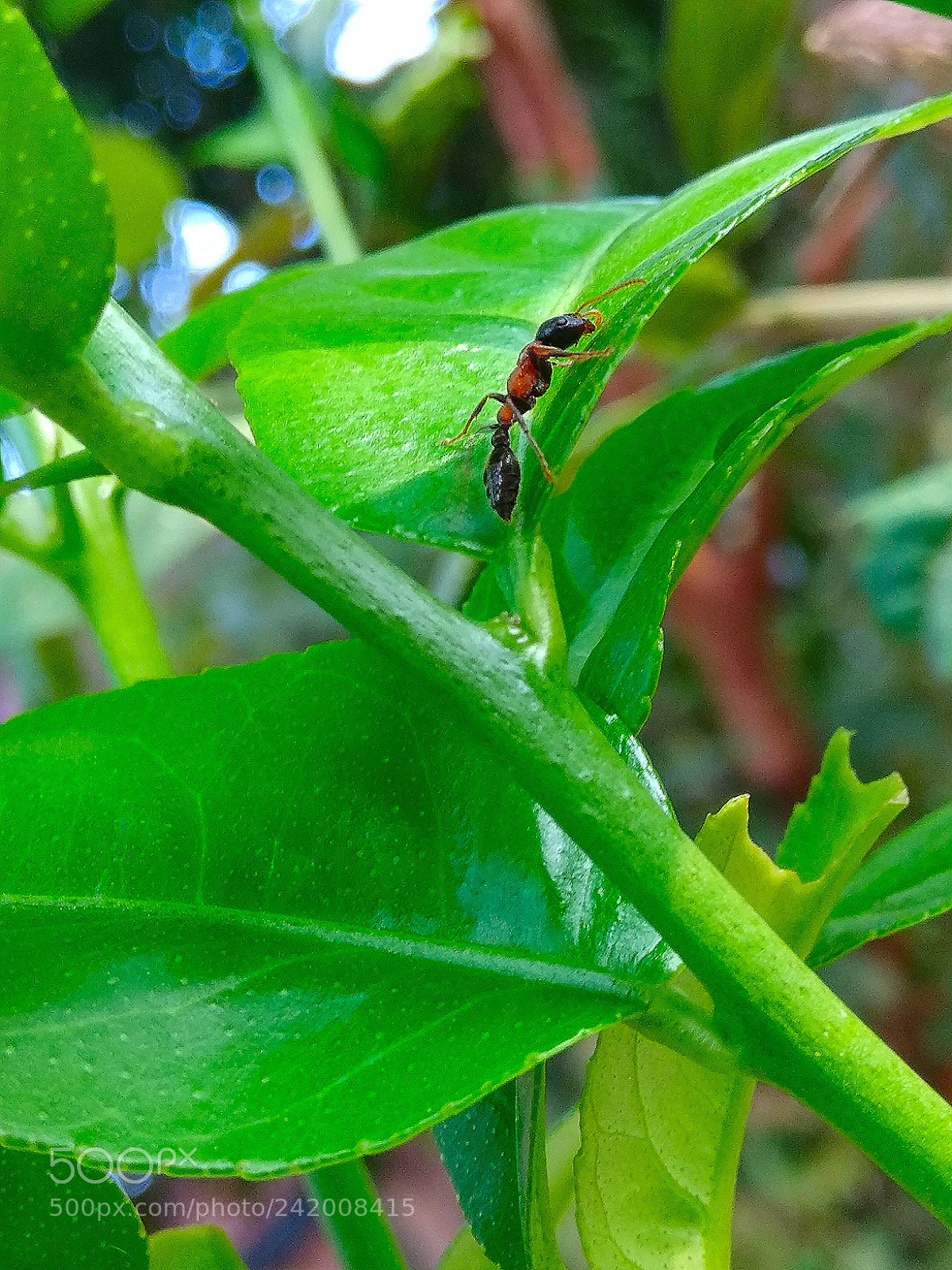 Xiaomi Redmi Note 4 sample photo. Small but dangerous photography