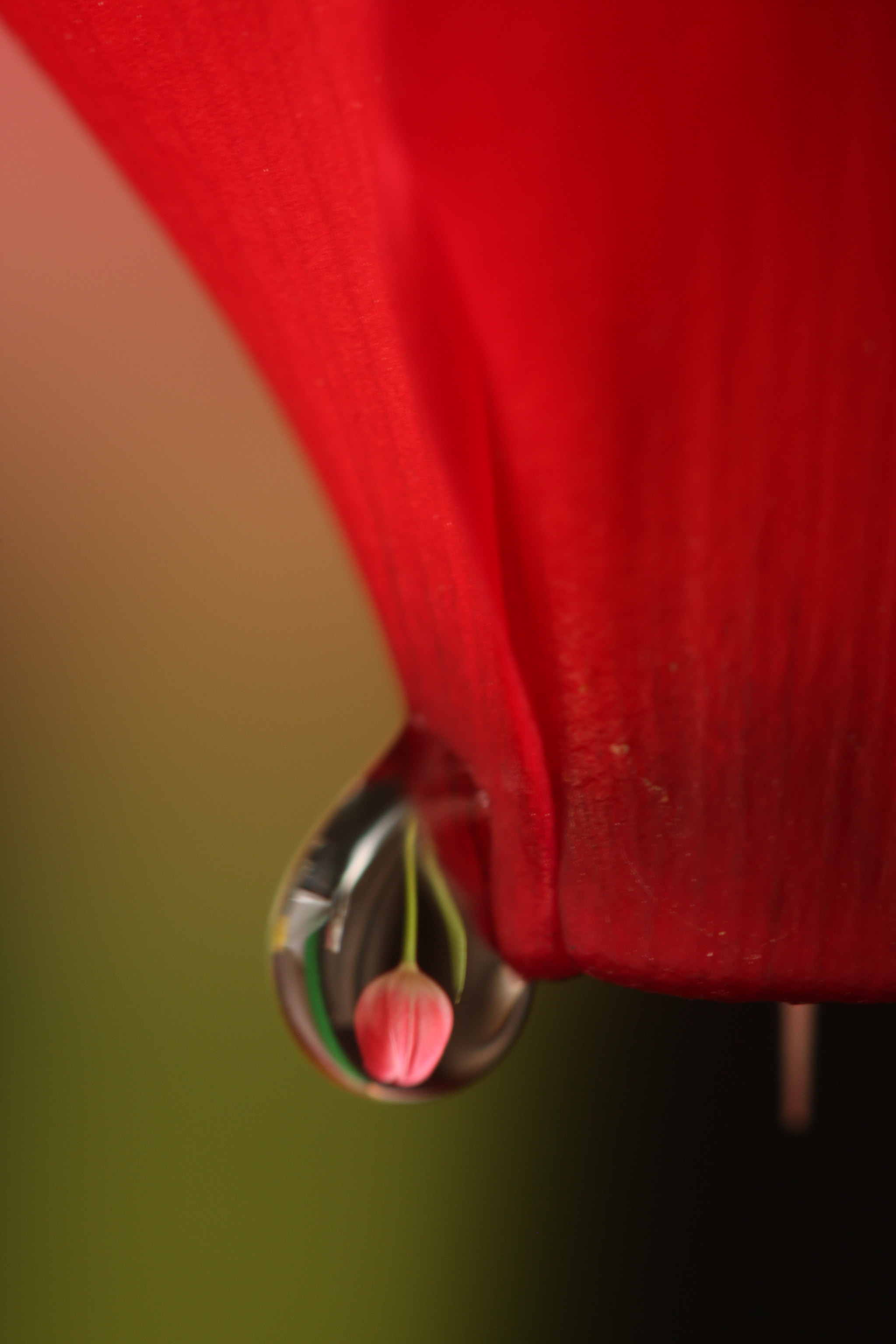 Canon EF 100mm F2.8 Macro USM sample photo. Img photography