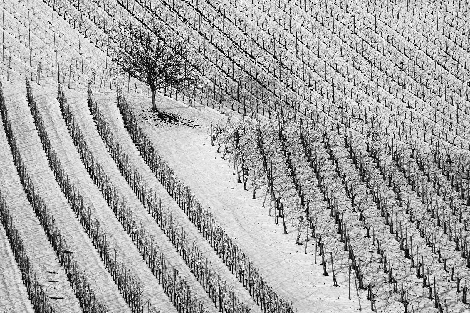 Nikon D7100 sample photo. Vineyards tree photography