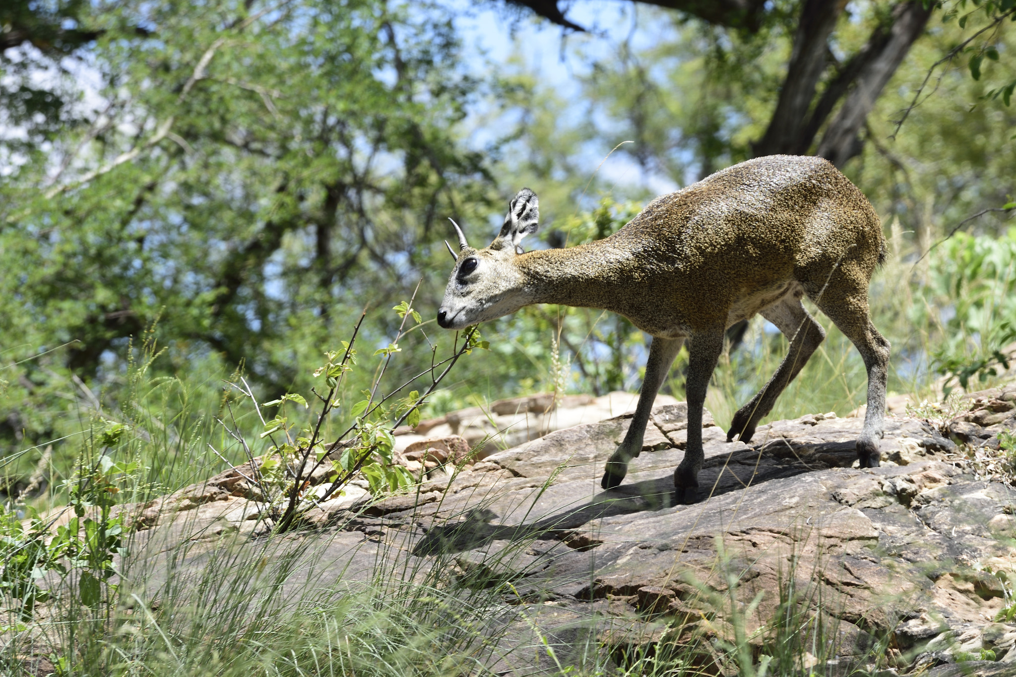 Nikon D810 + Sigma 70-200mm F2.8 EX DG OS HSM sample photo. Klipspringer photography