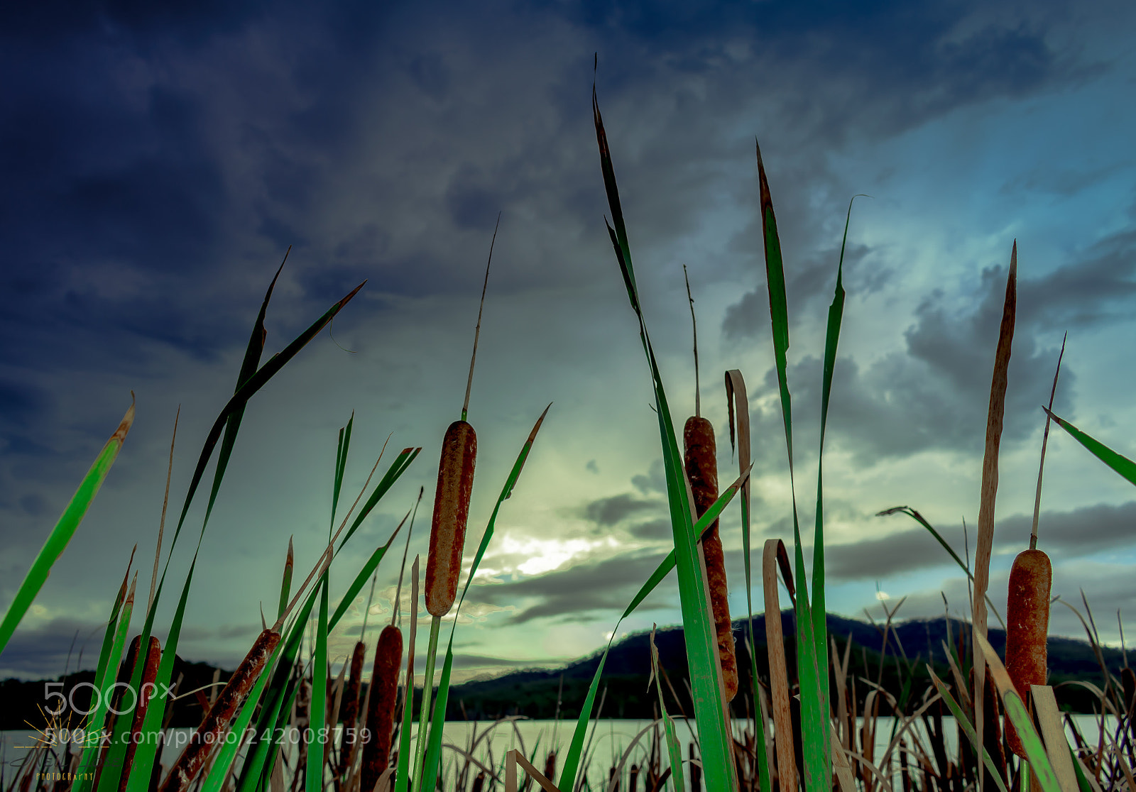 Nikon D3400 sample photo. Looking through the reeds photography
