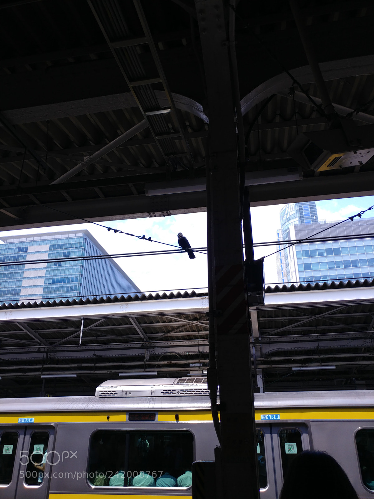 LG V20 sample photo. Bird photography