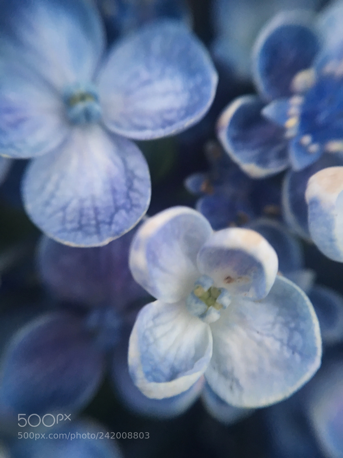 Apple iPhone 6s sample photo. Hydrangea close up photography