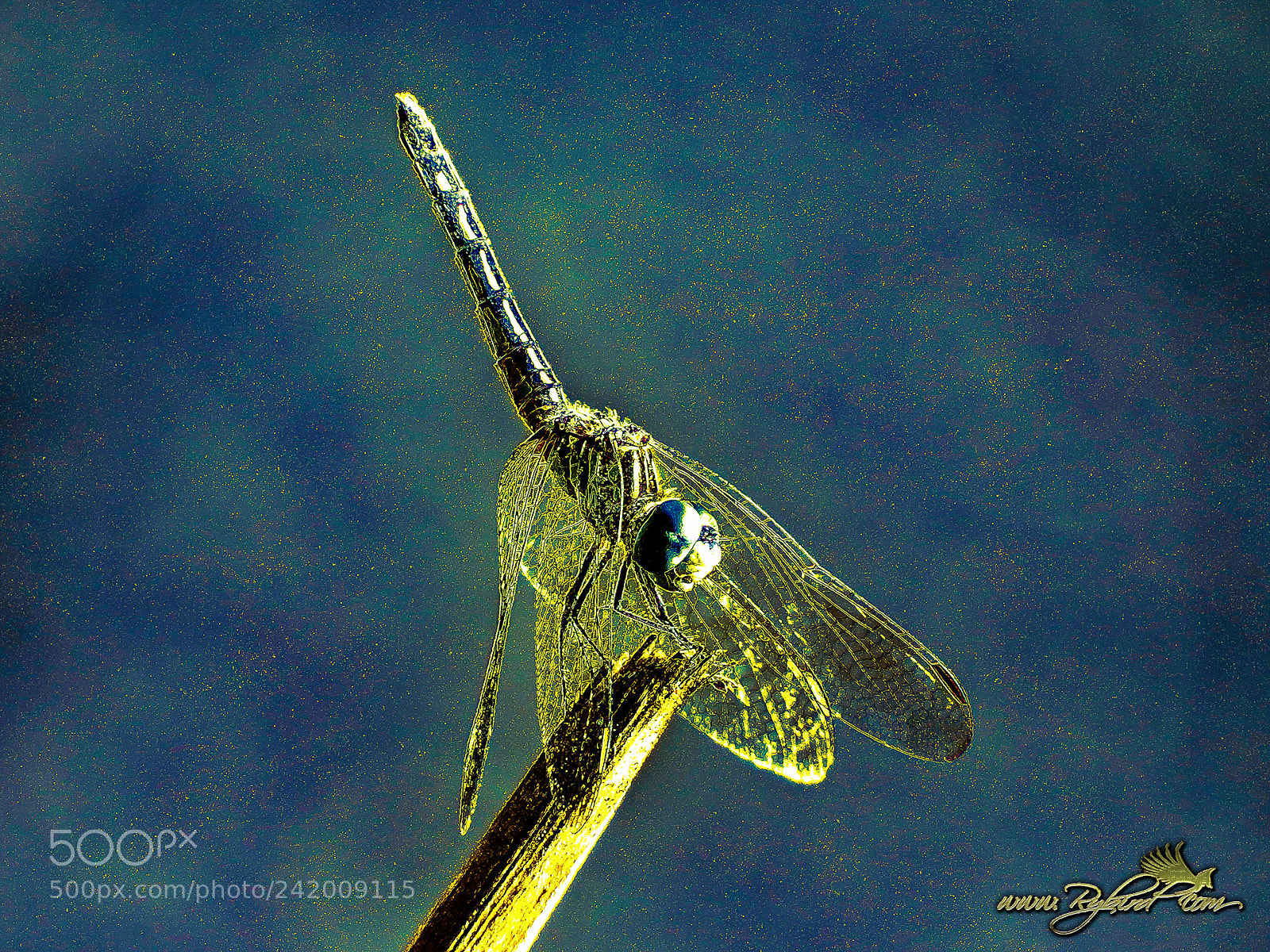 Fujifilm FinePix S1 sample photo. Dragonfly photography