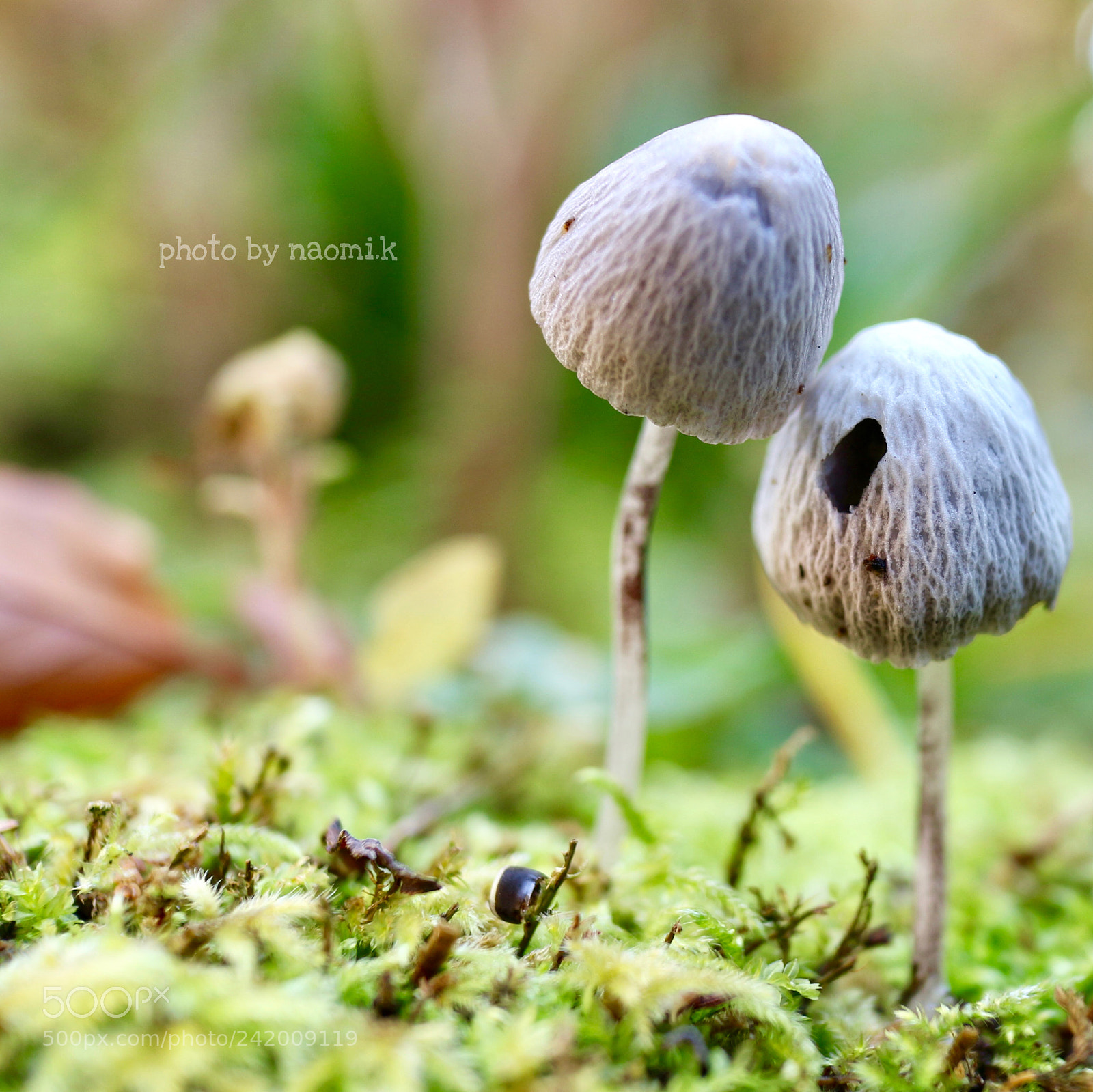 Canon EOS M10 sample photo. Mushroom photography