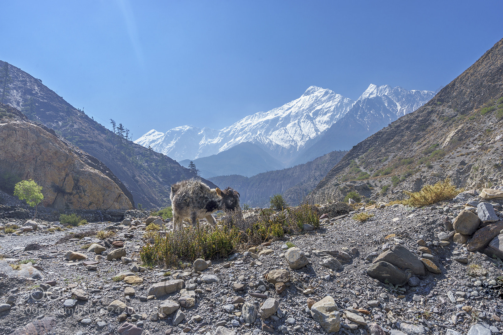 Sony a7 II sample photo. Calf at jomsom photography
