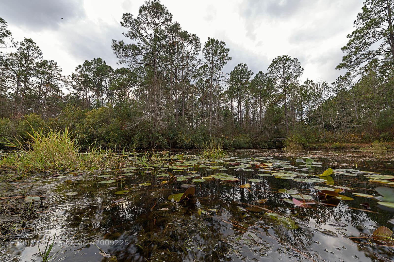 Nikon D850 sample photo. Water's edge photography