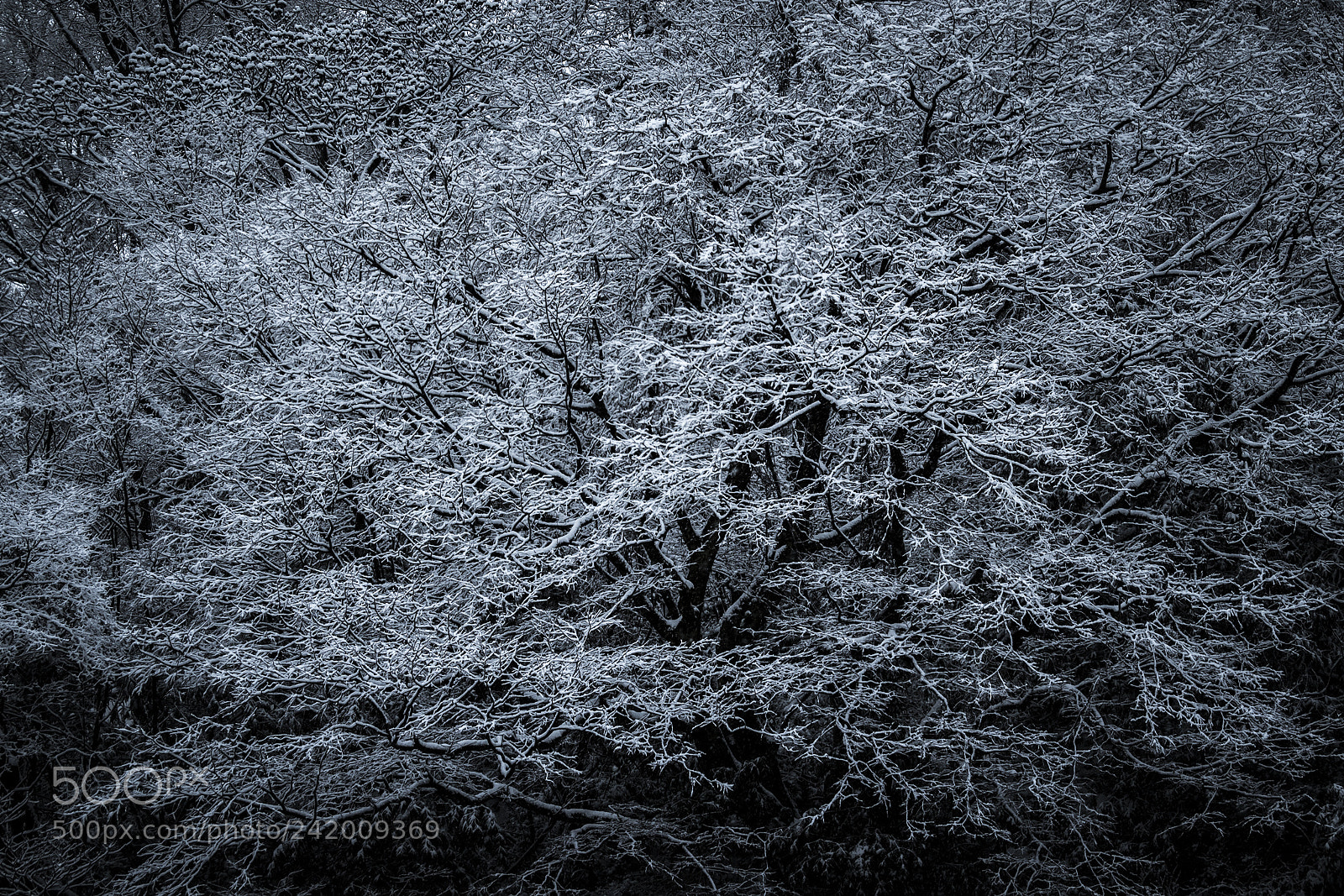 Nikon D5 sample photo. 雪響 photography