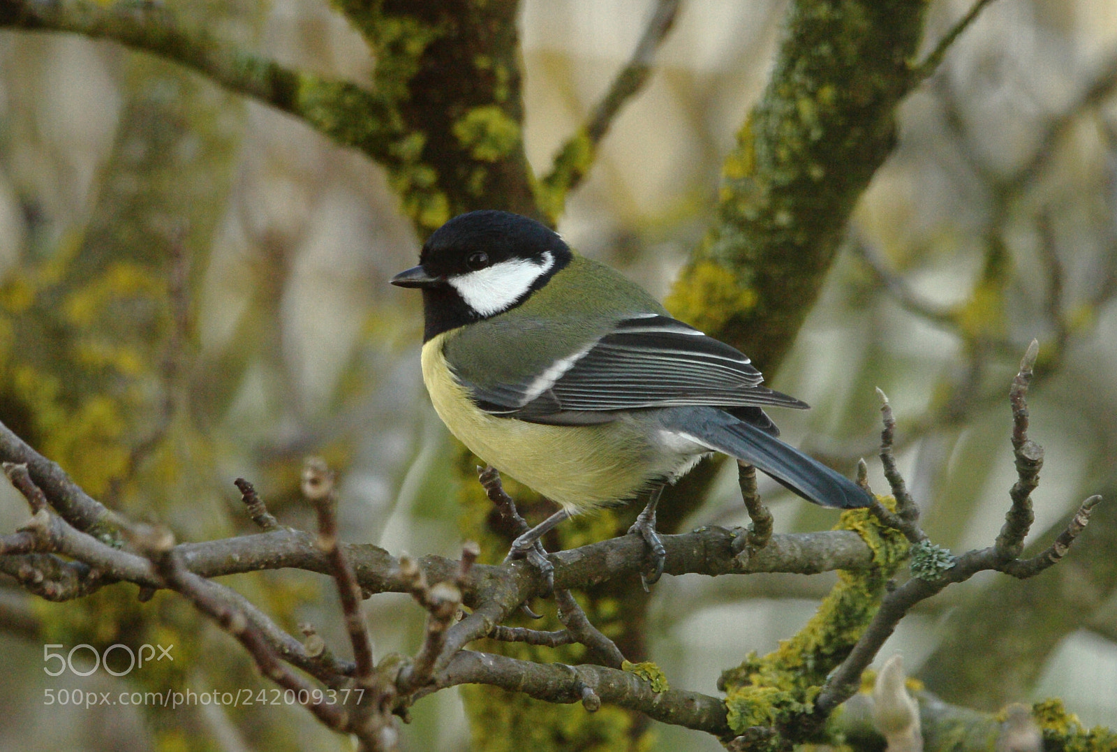 Canon EOS 40D sample photo. Bird photography