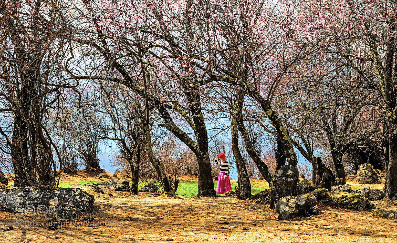 Nikon D800E sample photo. 桃花盛开 photography
