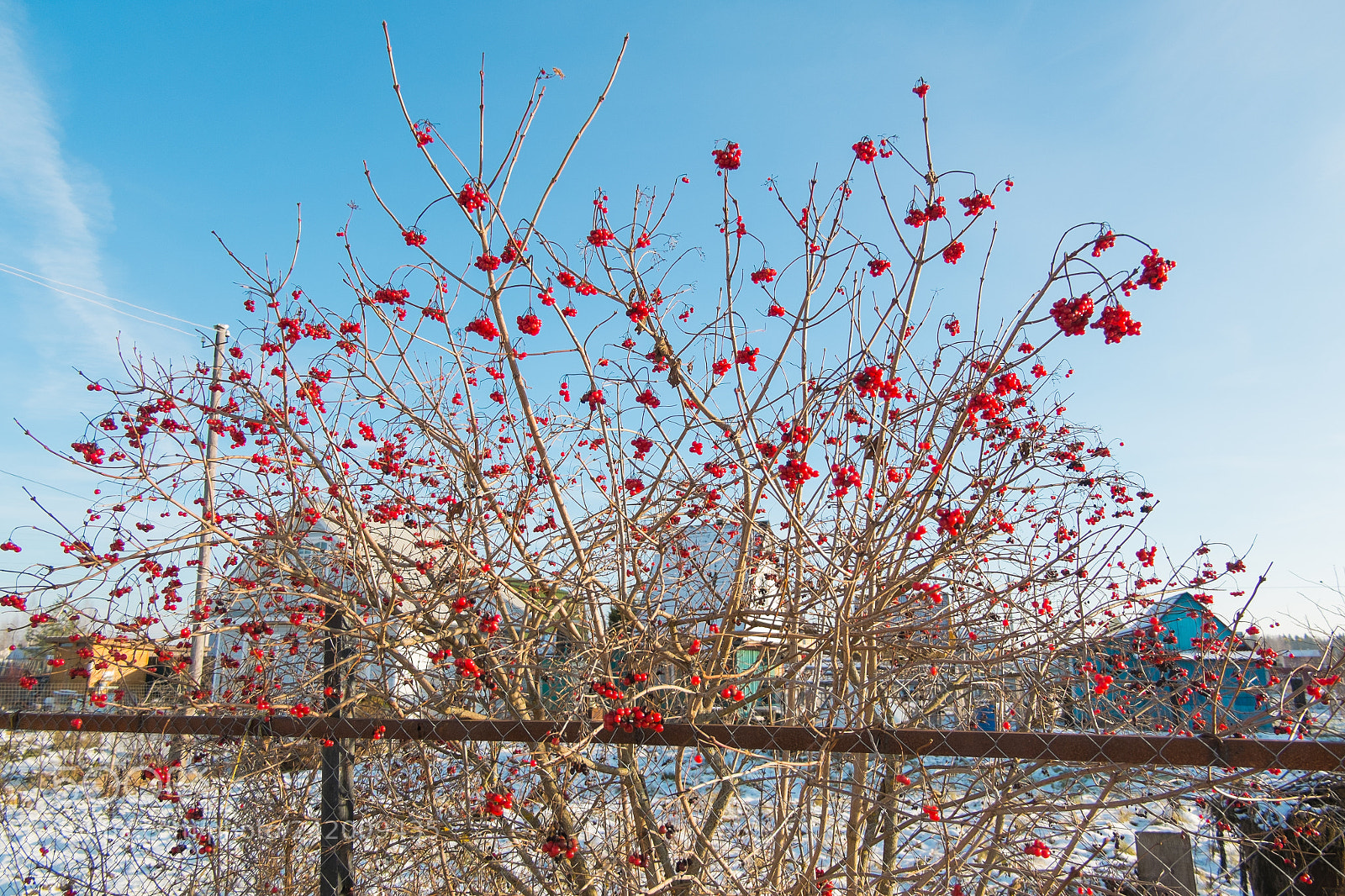 Fujifilm X-M1 sample photo. Frozen berries photography