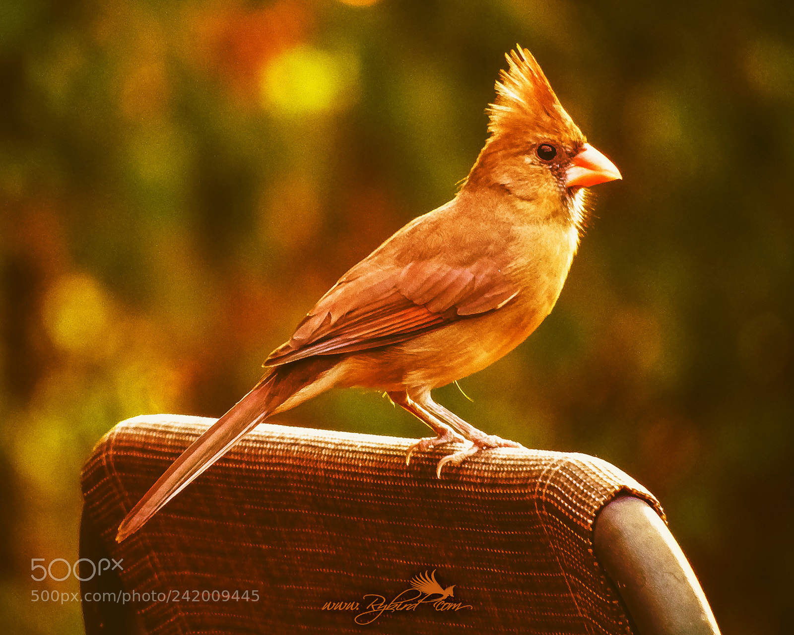 Fujifilm FinePix S1 sample photo. Goldie the female redbird photography
