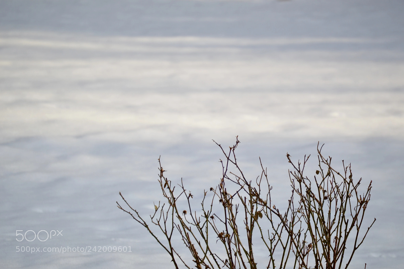 Nikon D3200 sample photo. Like snow like cloud photography