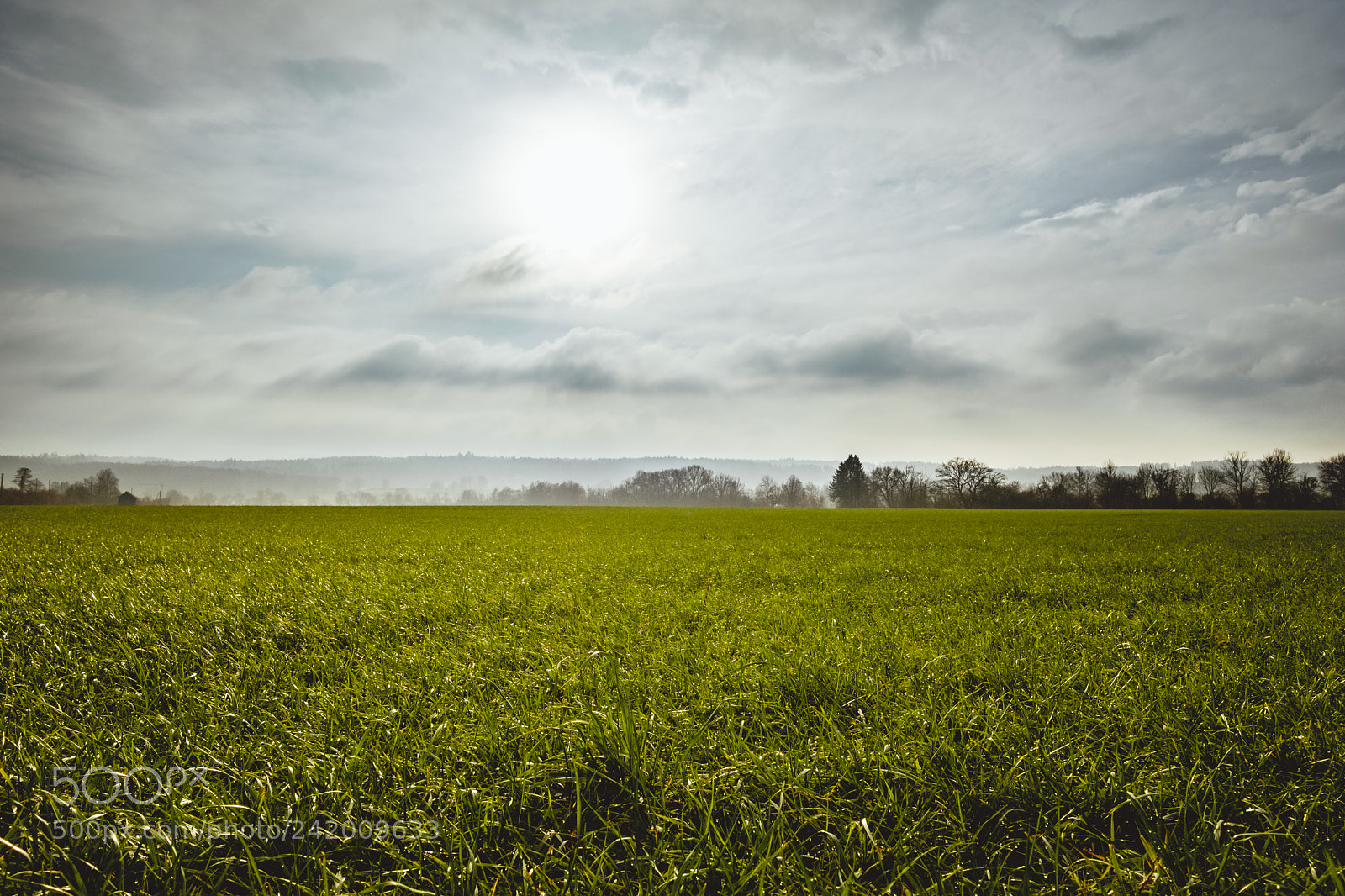 Fujifilm X-T2 sample photo. Witi. bellach. photography