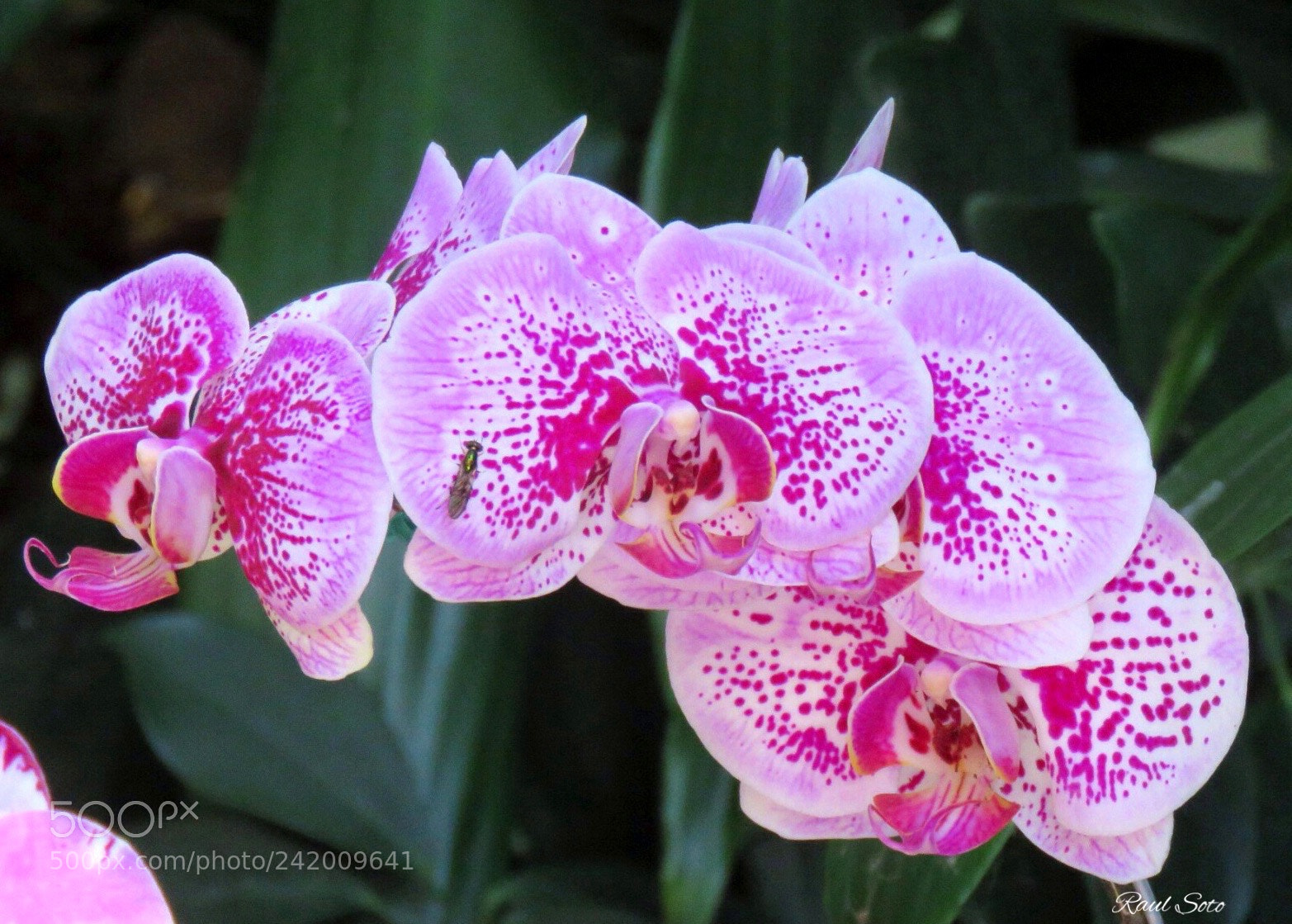 Canon PowerShot SX60 HS sample photo. Phalaenopsis photography