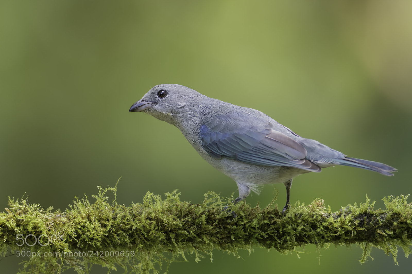Nikon D500 sample photo. Blue grey tanager photography