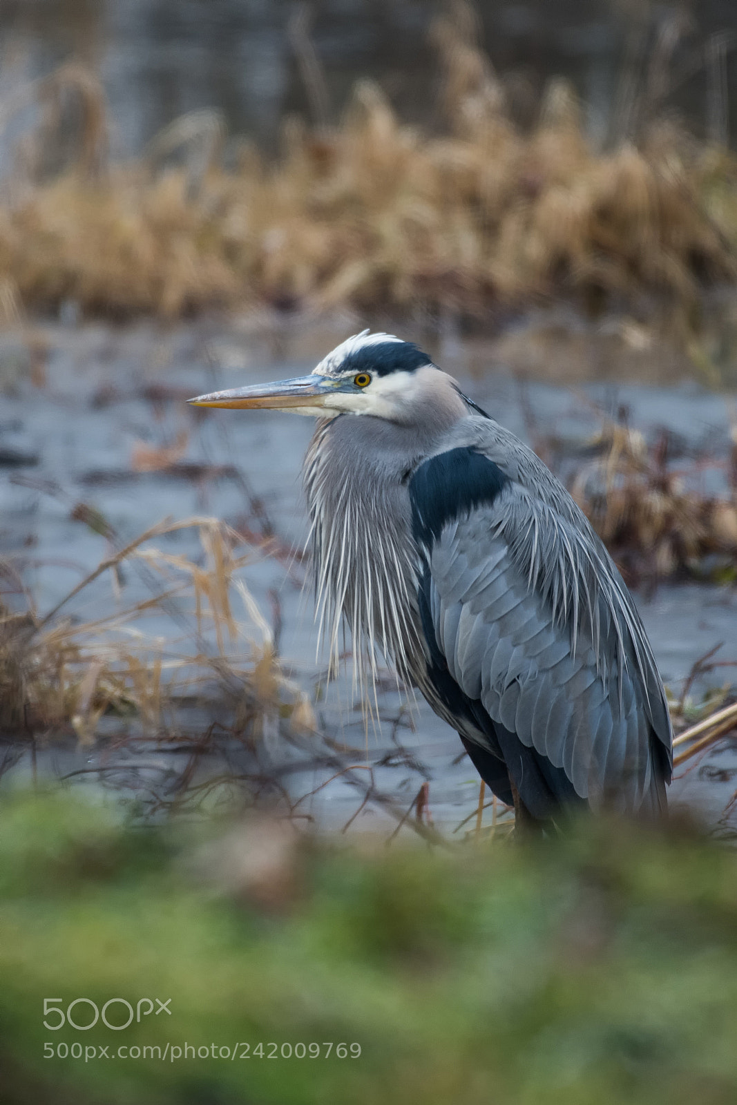 Nikon D850 sample photo. Great blue herron photography