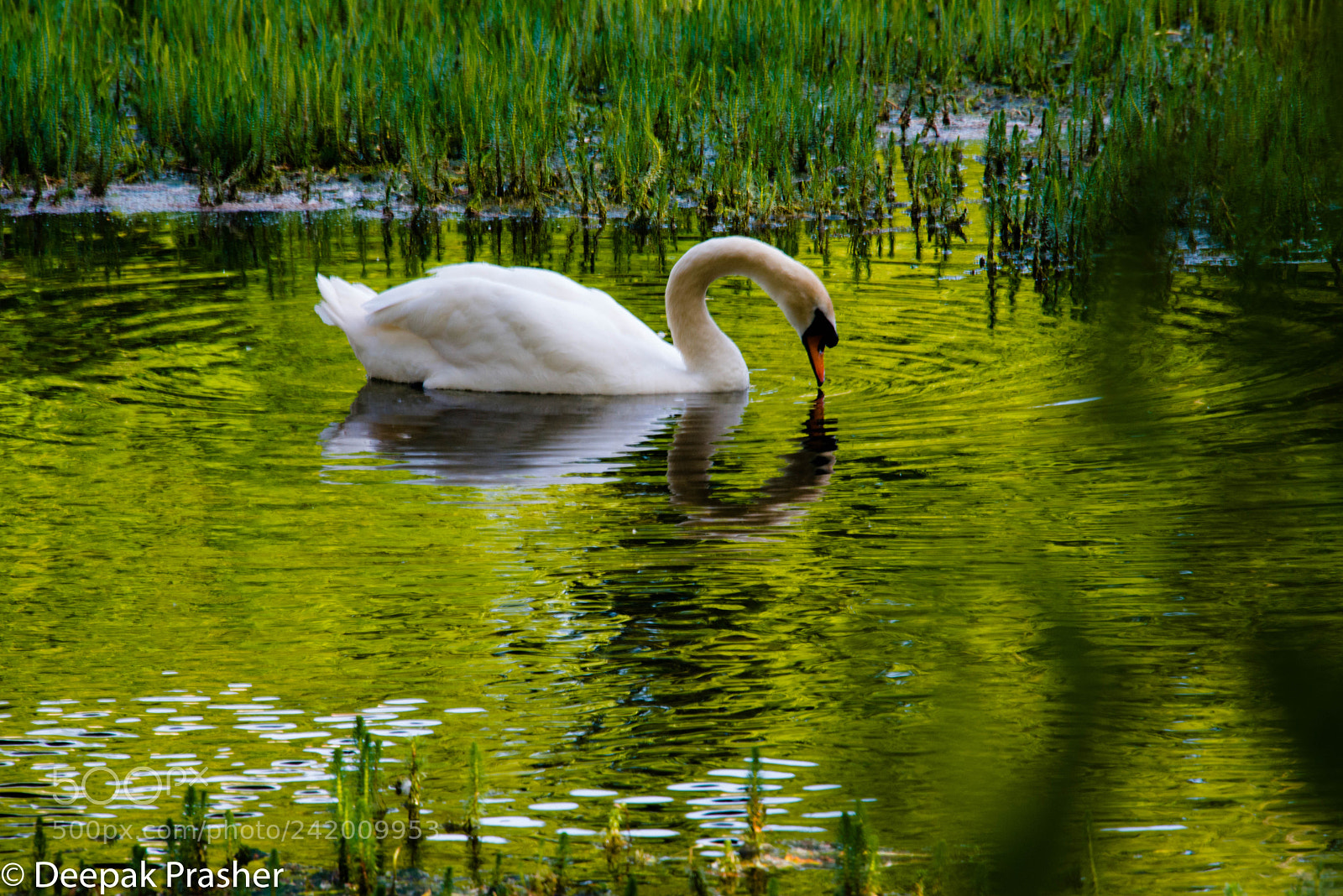 Nikon D800 sample photo. Hello gorgeous photography