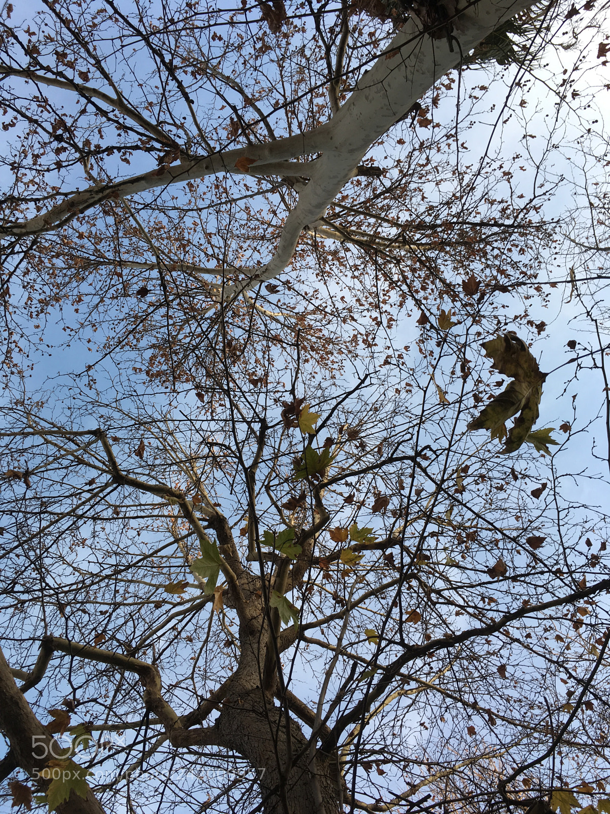 Apple iPhone SE sample photo. City nature photography