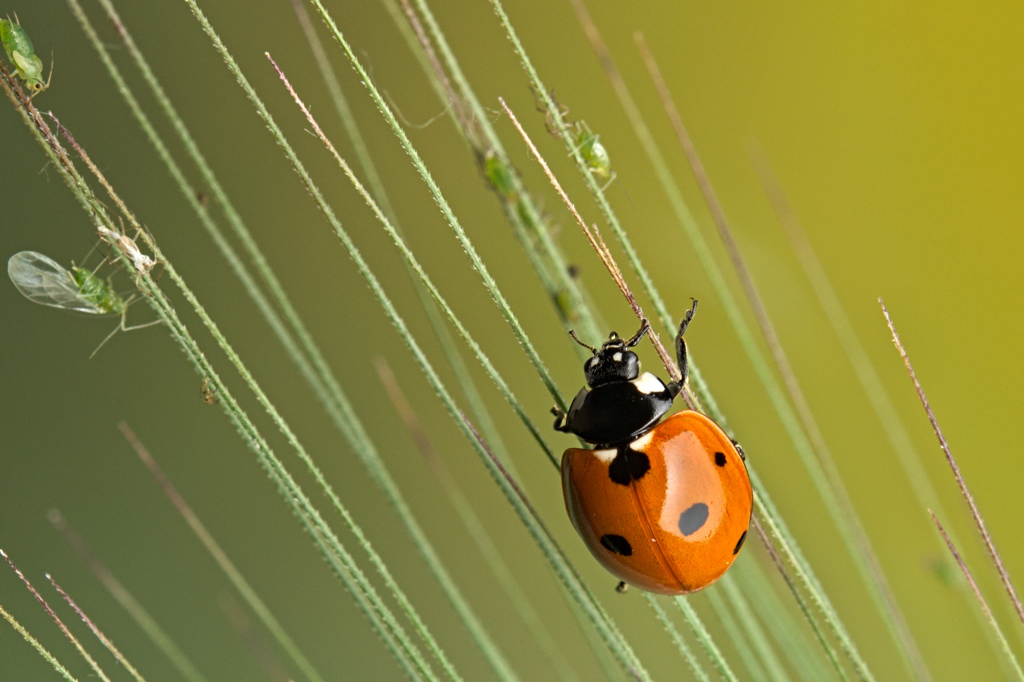 Nikon D3300 + Nikon AF-S Micro-Nikkor 60mm F2.8G ED sample photo. Ladybug photography