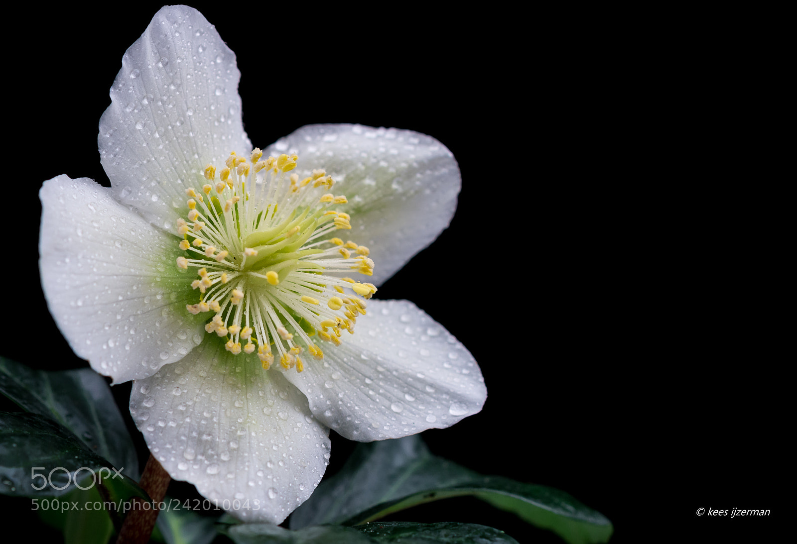 Sony SLT-A77 sample photo. Helleborus niger . photography