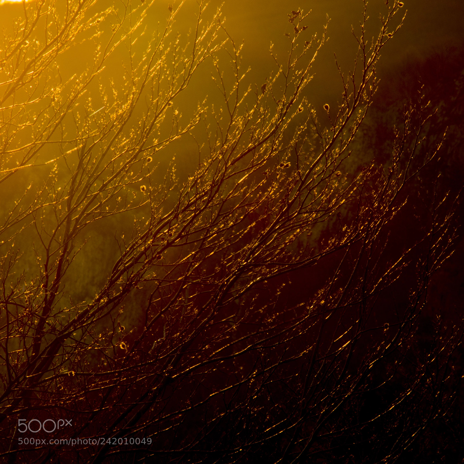 Nikon D7200 sample photo. Morning sunlight photography