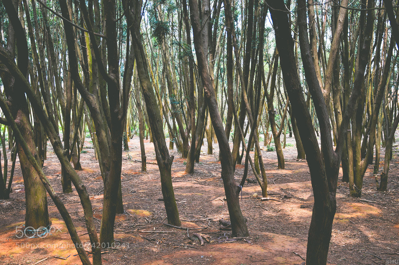 Nikon D3200 sample photo. 人造林 photography
