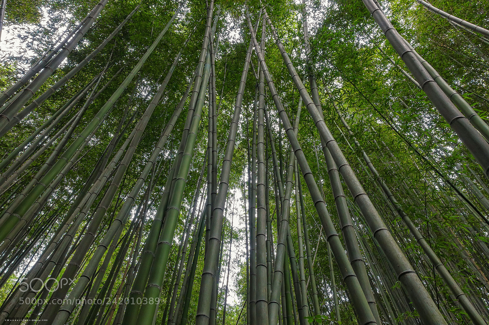 Sony Cyber-shot DSC-RX100 III sample photo. Bamboo forest (i) kyoto photography