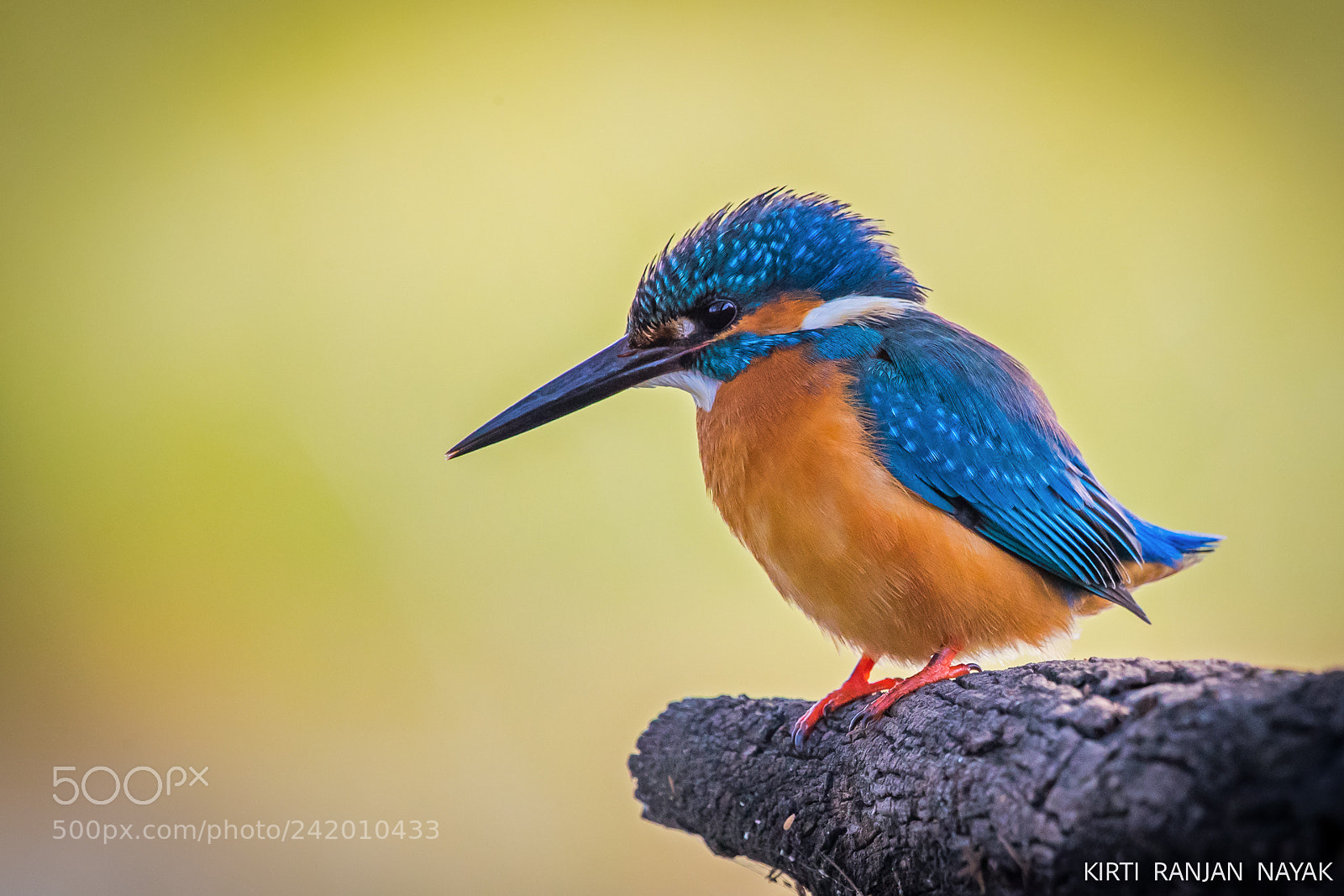 Canon EOS-1D X Mark II sample photo. Common kingfisher photography