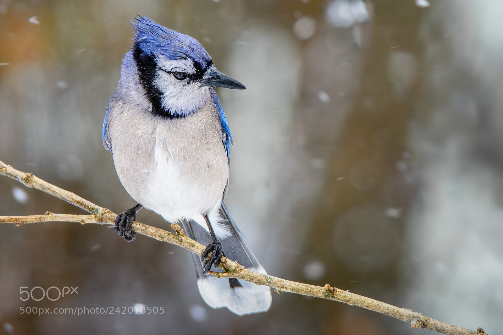 Nikon D7100 sample photo. Blue jay #4 photography