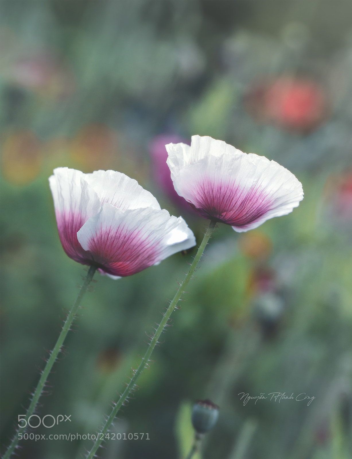 Canon EOS 5DS R sample photo. Flower2 photography