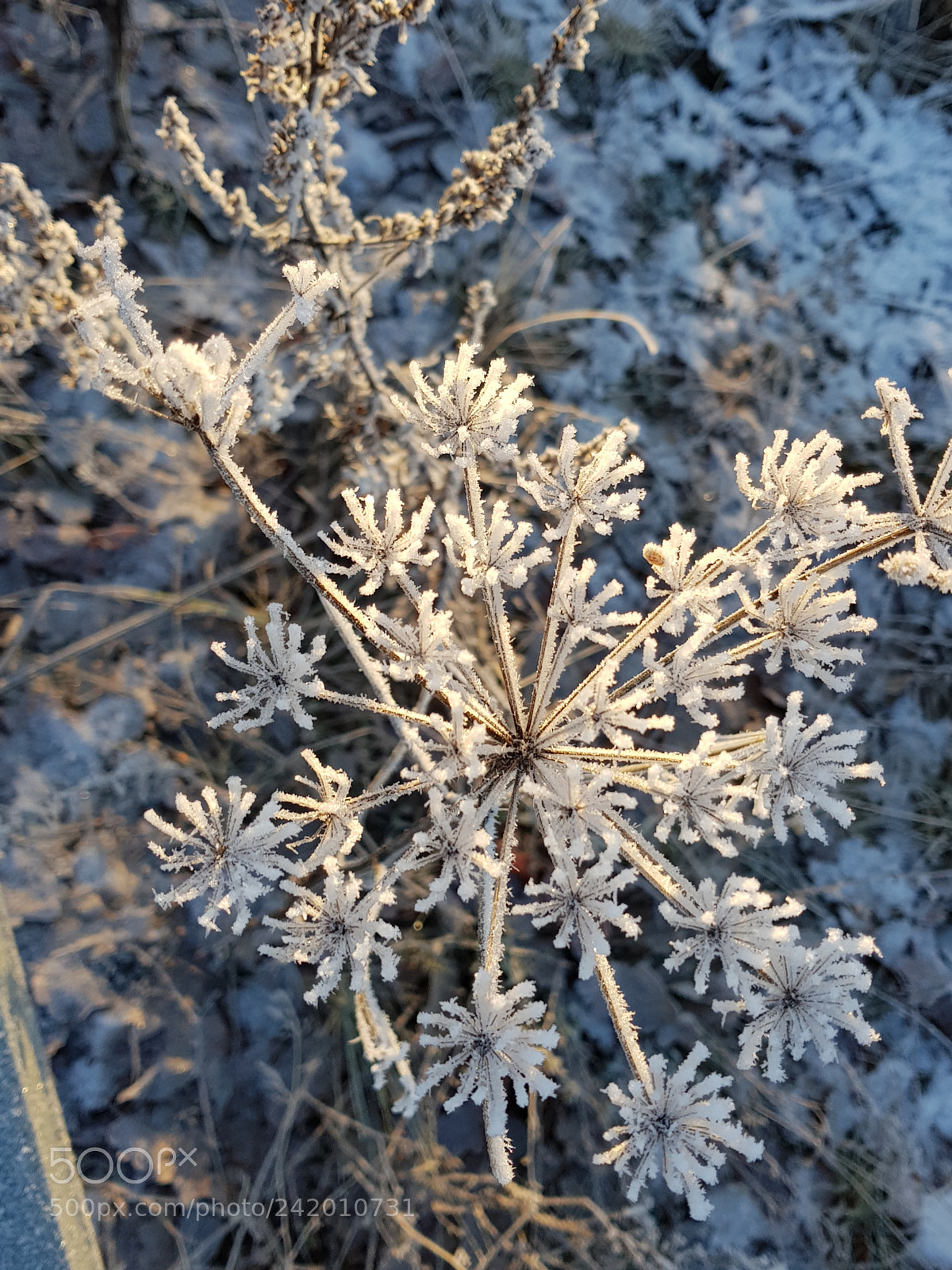 Samsung Galaxy S8 sample photo. Untitled photography