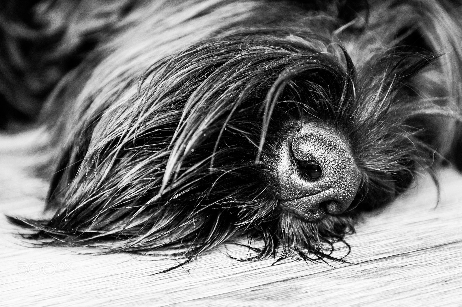 Nikon D7100 sample photo. Blackie photography