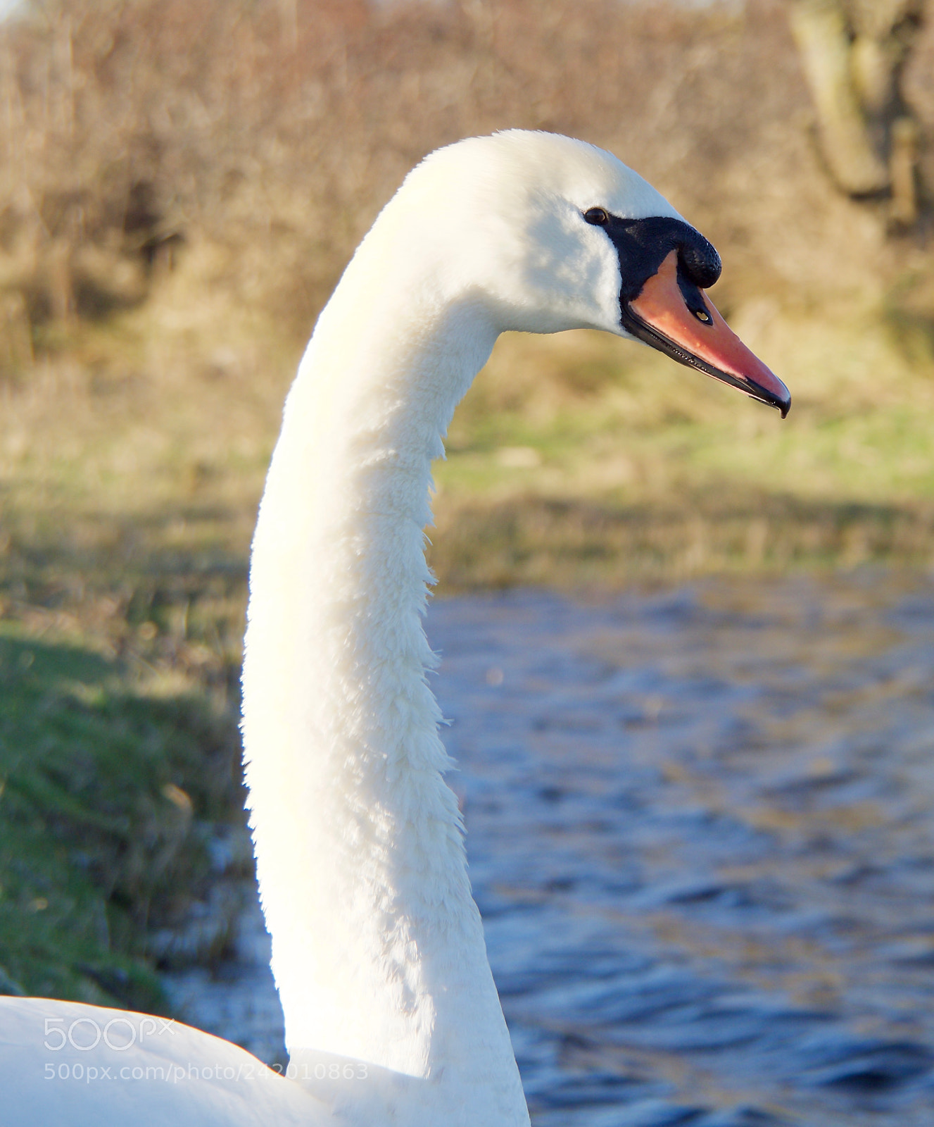 Olympus OM-D E-M10 II sample photo. Portret swan photography