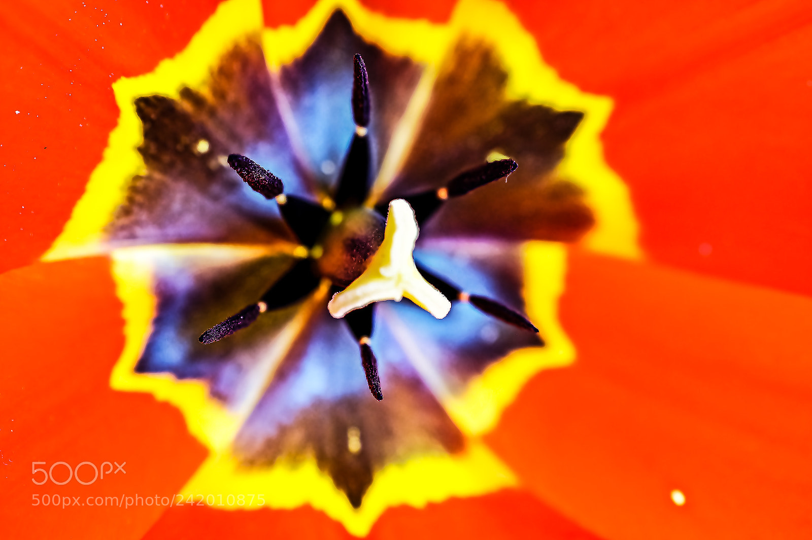 Sony SLT-A58 sample photo. *** abstract in nature *** photography